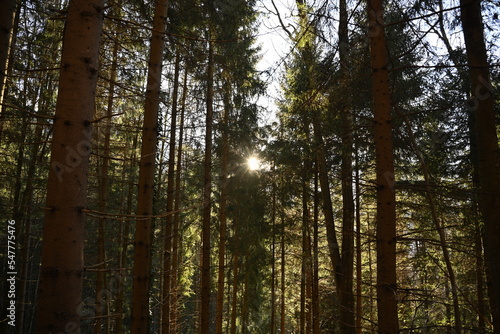 forest in the morning, sun rays in the pine forest