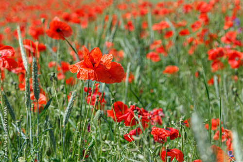 Beautiful red poppies on the field