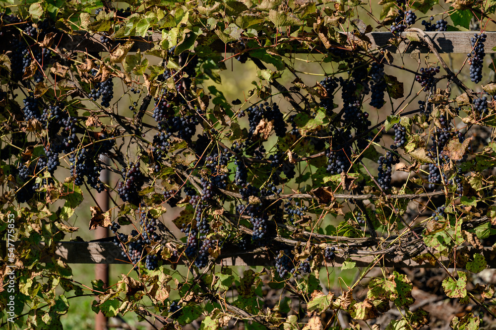Fototapeta premium Ripe and small blue grapes with already dry leaves.