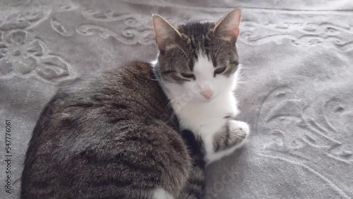 cheerful and beautiful cat