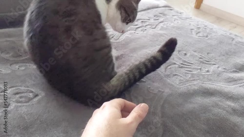cheerful and beautiful cat
