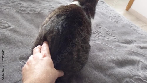 cheerful and beautiful cat