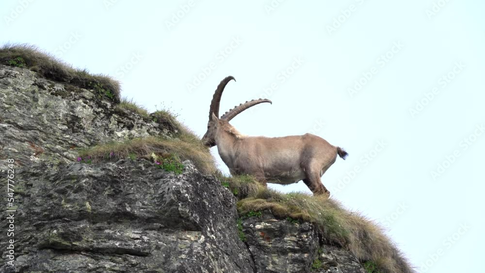 Alpine ibex in the Switzerland Alps. Steinbocks on the hillside. European wildlife during spring season. Alpine ibex in the Switzerland Alps. Steinbocks on the hillside. European wildlife during spring season.