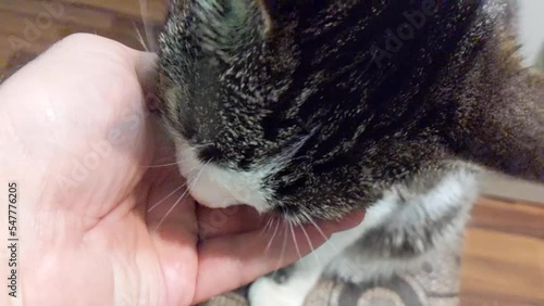 cheerful and beautiful cat