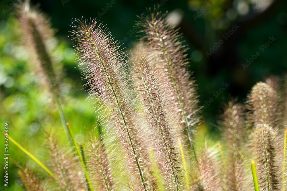 Macro Close Up of blooming grass. nature concept Macro Close Up of blooming grass. nature concept