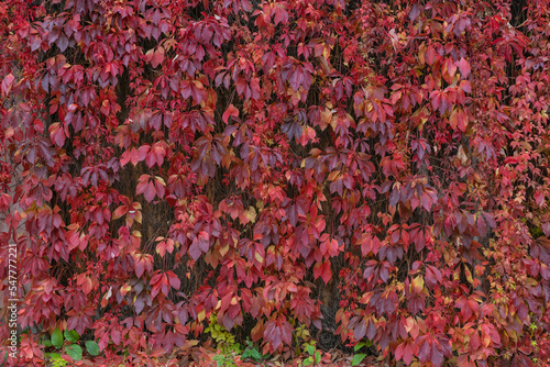 colorful autumn leaves background.