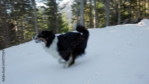 Cute Australian Shepherd playing in the snow with a stick, dog running, happy dog, cute. 4K 24FPS
