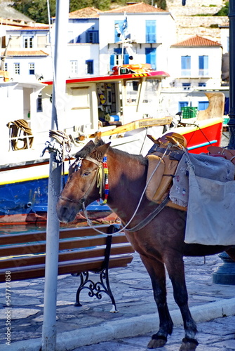 Cargo horse waiting at Hydra Port, Hydra, Greece