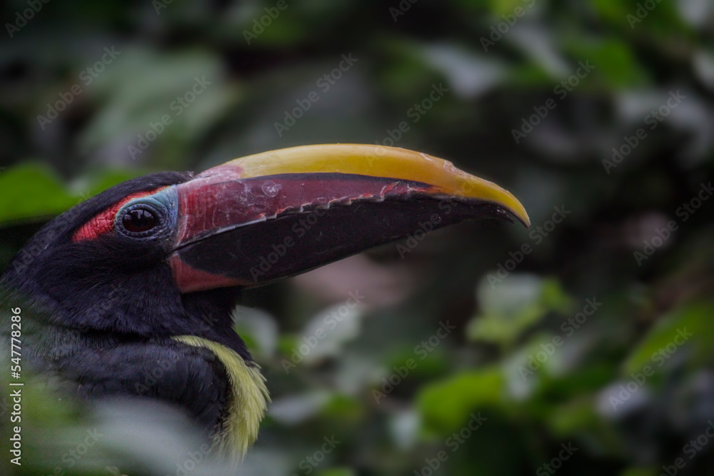 Portrait of Green Aracari. Pteroglossus viridis. High quality photo Portrait of Green Aracari. Pteroglossus viridis. High quality photo