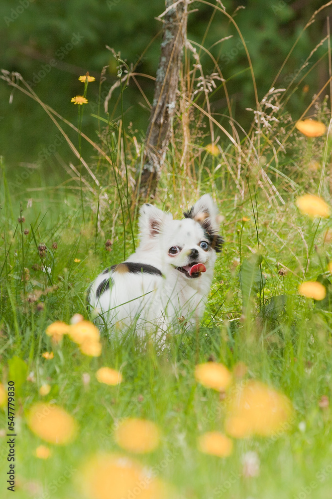 Black and white long hair chihuahua playing in the grass and dandelions in the sun. Small dog enjoying a summer day.