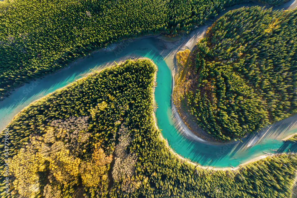 A drone view of the river in the woods. An aerial view of an autumn forest. Winding river among the trees. Turquoise mountain water. Landscape with soft light before sunset. Alberta, Canada.