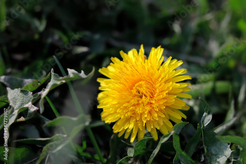 Wallpaper Mural Beautiful bright yellow dandelion in green grass, close-up Torontodigital.ca
