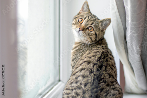 Fotografie, Obraz tabby cat kitty pussycat sitting on window sill owner woman girl hand touching muzzle or giving food on finger