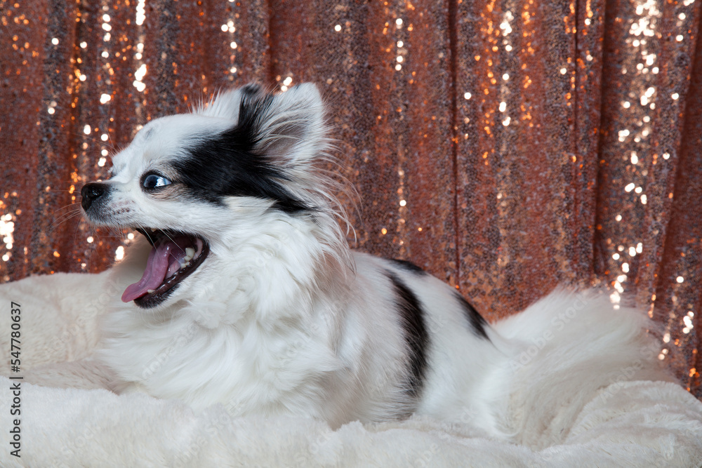 Black and white long hair chihuahua posing in a white furry bed against rose gold sequins drapes. Studio portrait of a small dog in front of a bright sequins background. Black and white long hair chihuahua posing in a white furry bed against rose gold sequins drapes. Studio portrait of a small dog in front of a bright sequins background.