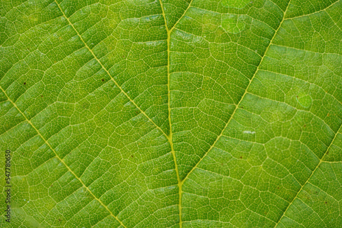 Leaf of a deciduous tree