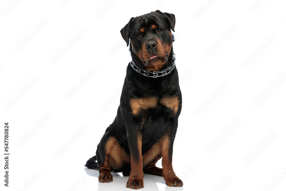 Fototapeta premium cute rottweiler dog with tongue out panting and being bored