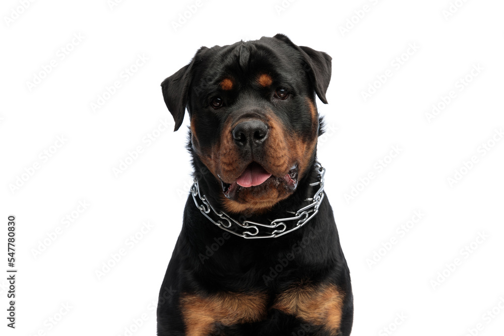 beautiful rottweiler puppy with collar sticking out tongue and panting