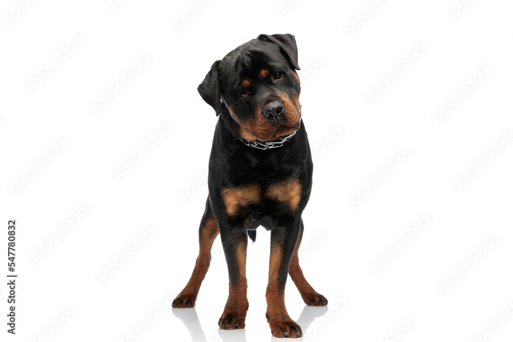 adorable rottweiler dog with collar looking away and standing
