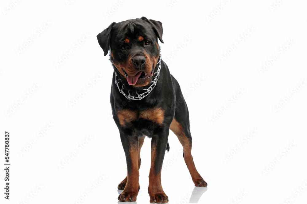 beautiful rottweiler dog with tongue exposed wearing collar and panting