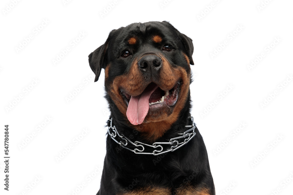 excited rottweiler puppy being curious, looking up and sticking out tongue