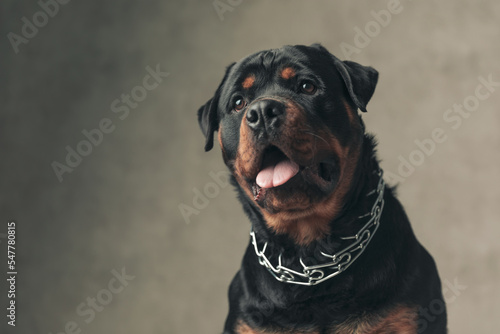 cute rottweiler dog with collar looking up  holding tongue out and panting