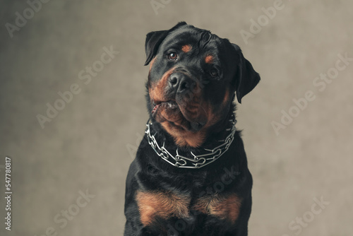 curious rottweiler dog with collar looking up while sitting in studio