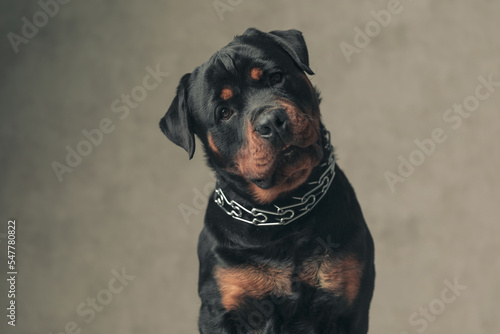 sweet rottweiler puppy holding head to side and looking up