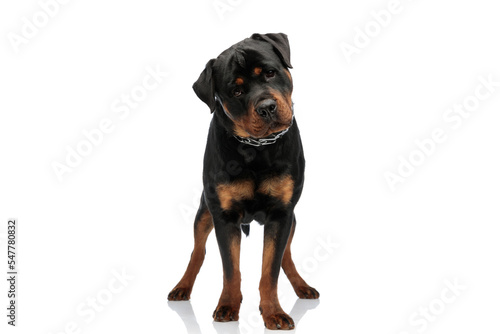 adorable rottweiler dog with collar looking away and standing