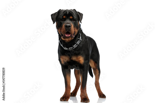 adorable rottweiler dog wearing collar  sticking out tongue and panting