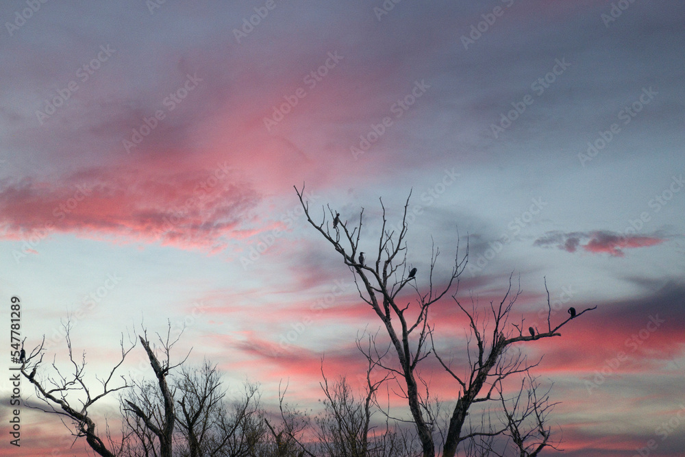 Fototapeta premium bird wildlife cormorant sitting on a tree at the danube