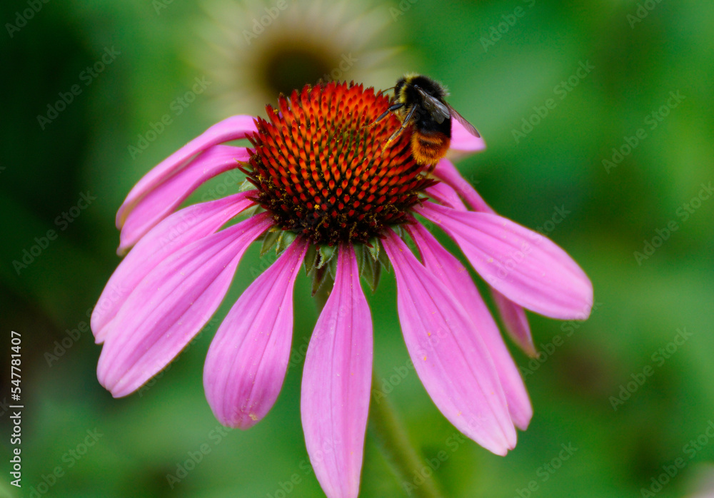 a fluffy bumblebee sitting on a gorgeous large purple coneflower or Echinacea purpurea on a fine summer day in Augsburg, Bavaria, Germany a fluffy bumblebee sitting on a gorgeous large purple coneflower or Echinacea purpurea on a fine summer day in Augsburg, Bavaria, Germany