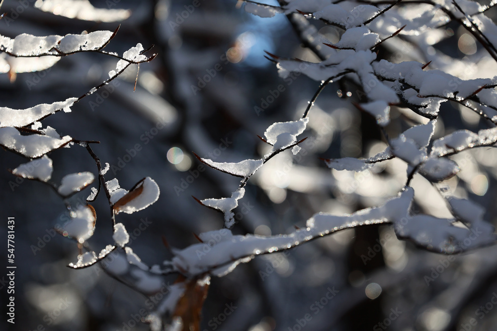 Gałęzie pokryte białym śniegiem i szronem w czasie mroźnej zimy.  - obrazy, fototapety, plakaty 