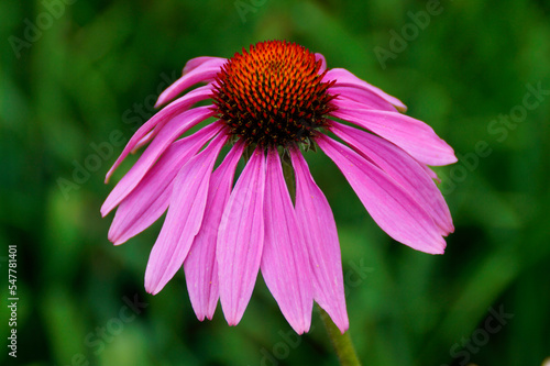 gorgeous large purple coneflower or Echinacea purpurea on a fine summer day in Augsburg, Bavaria, Germany	