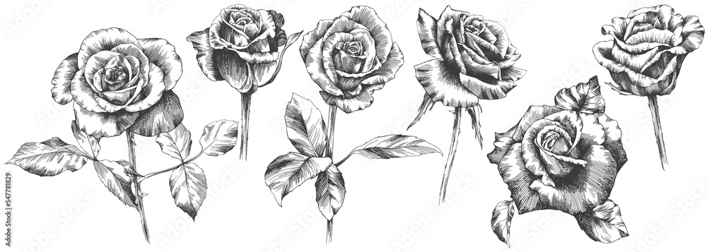 Rose flowers and leaves. Isolated hand drawn set.

