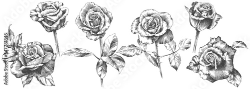 Rose flowers and leaves. Isolated hand drawn set. 