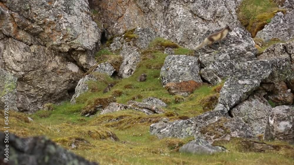 Arctic fox mother and cubs on rocky field, Svalbard
Svalbard wildlife, long shot, 2022
Arctic fox mother and cubs on rocky field, Svalbard
Svalbard wildlife, long shot, 2022