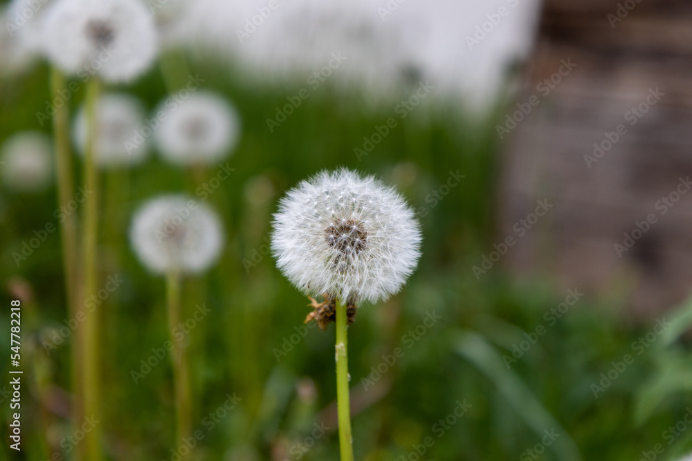 Selective focus on the circular seed formation of a Dandelion flower. More seeds out of focus in the background. Selective focus on the circular seed formation of a Dandelion flower. More seeds out of focus in the background.