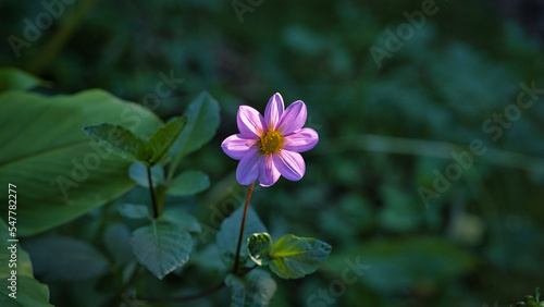 pink and yellow flower