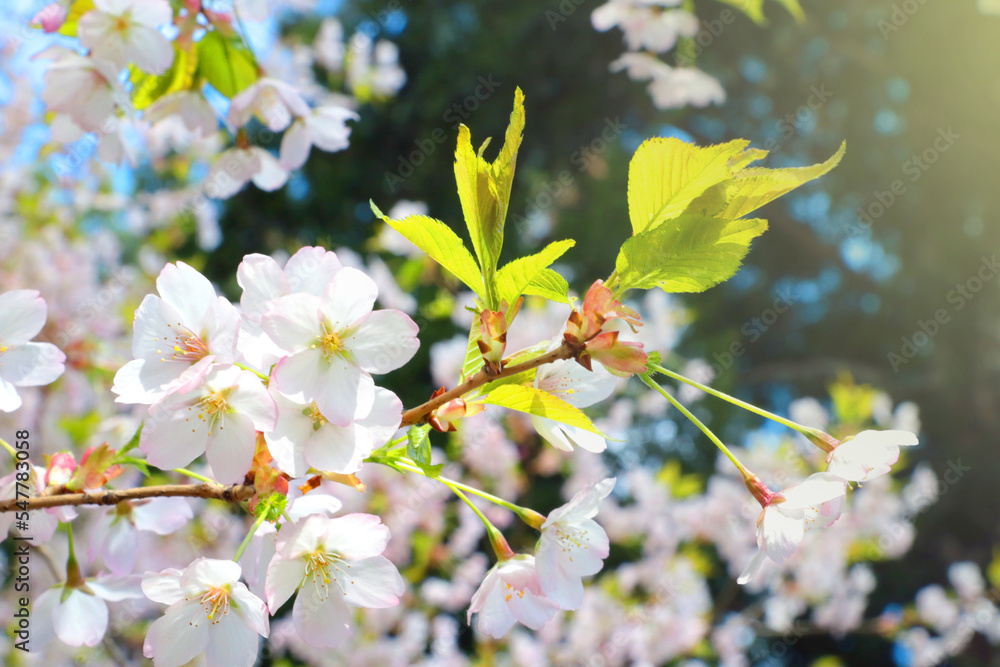 Bright cherry blossom background in the spring garden. Bright cherry blossom background in the spring garden.