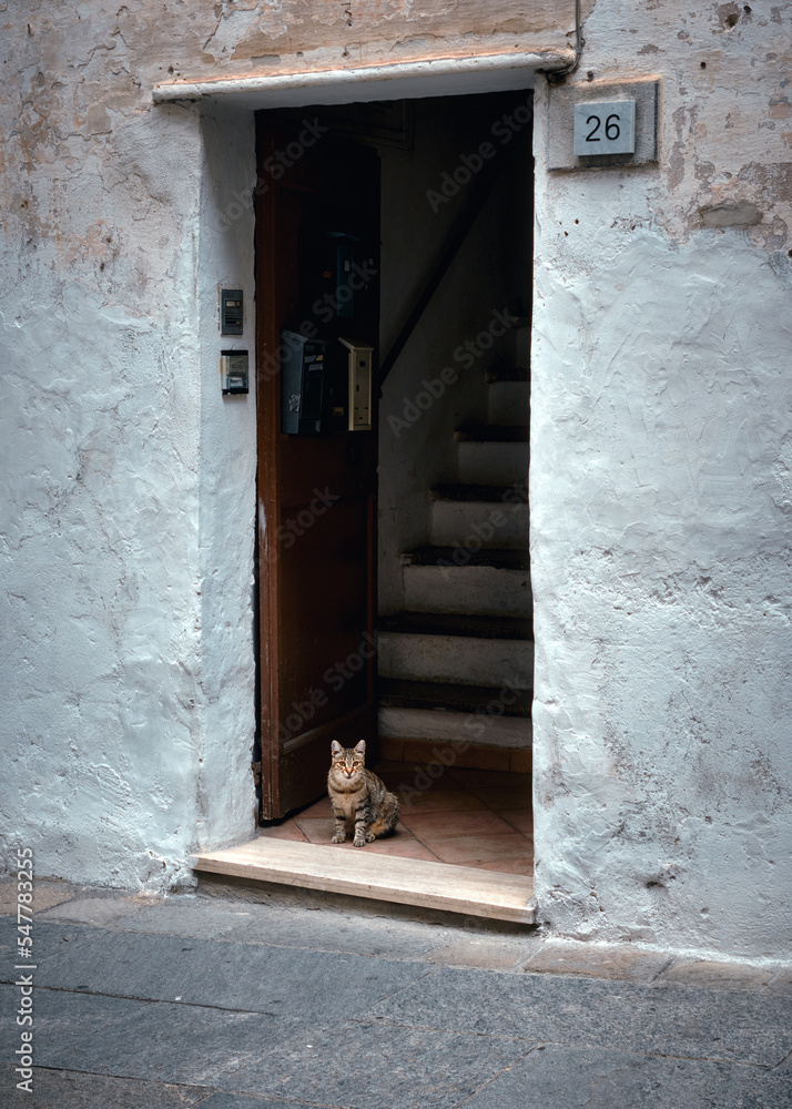 Photo of a cat sitting in a doorway on an Italian old town street. Ventimiglia, Italy