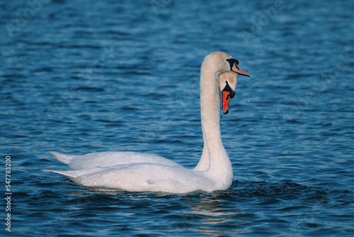 A pair of white swans swimming in a lake. Linlithgow  Scotland