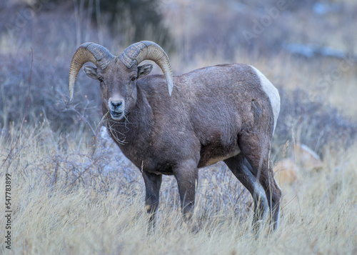 Colorado Bighorn Ram. Colorado Rocky Mountain Bighorn Sheep