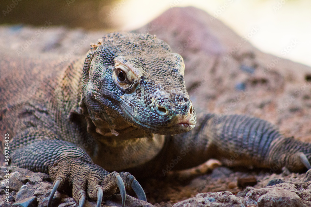 Dragón de Komodo mirando al lado Dragón de Komodo mirando al lado