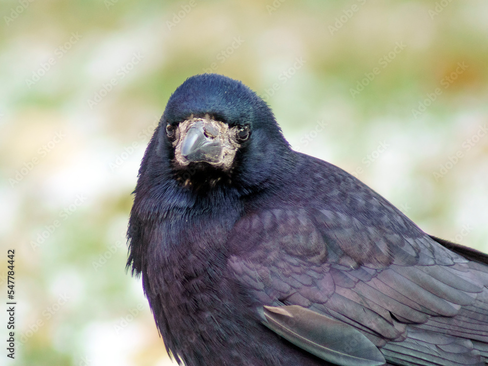 Fototapeta premium gawron