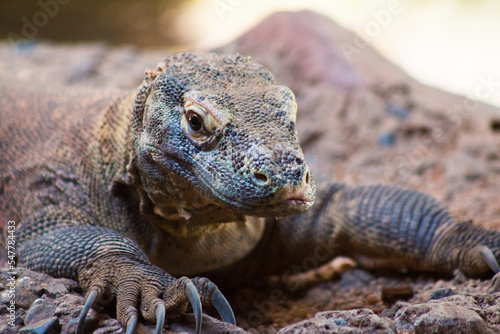 Foto Dragón de Komodo mirando al lado