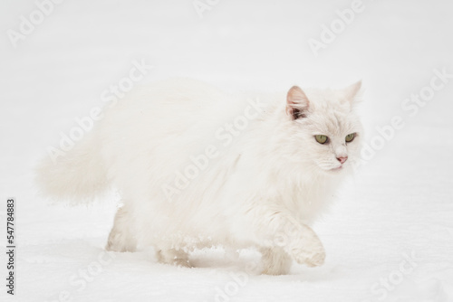 White cat walking on the white snow