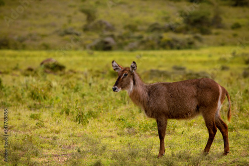 African Waterbuck in long dry grass in a South African wildlife reserve close up