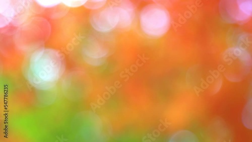 かえでの紅葉のアウトフォーカス