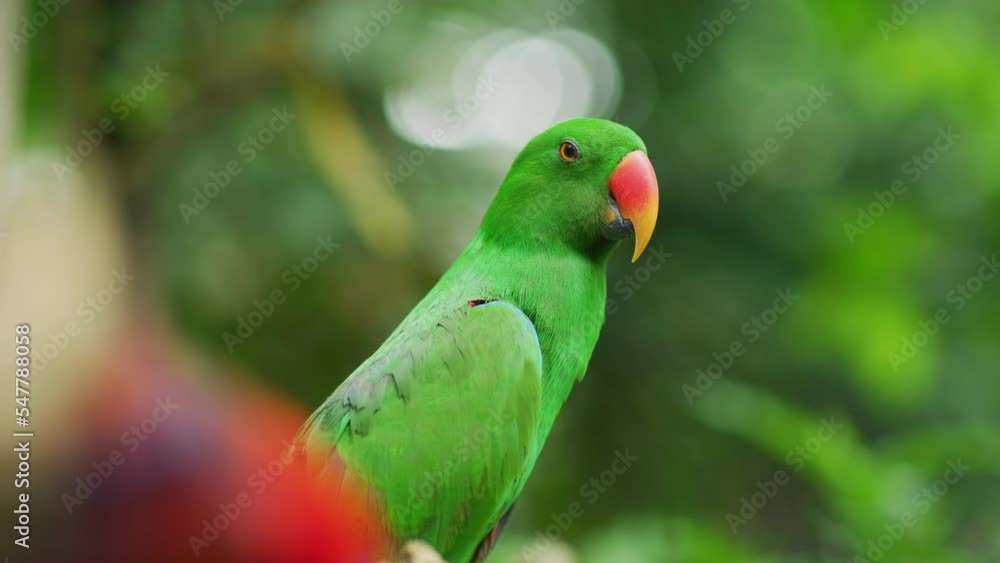 Male Eclectus parrot, Bali Zoo, Bali, Indonesia Male Eclectus parrot, Bali Zoo, Bali, Indonesia