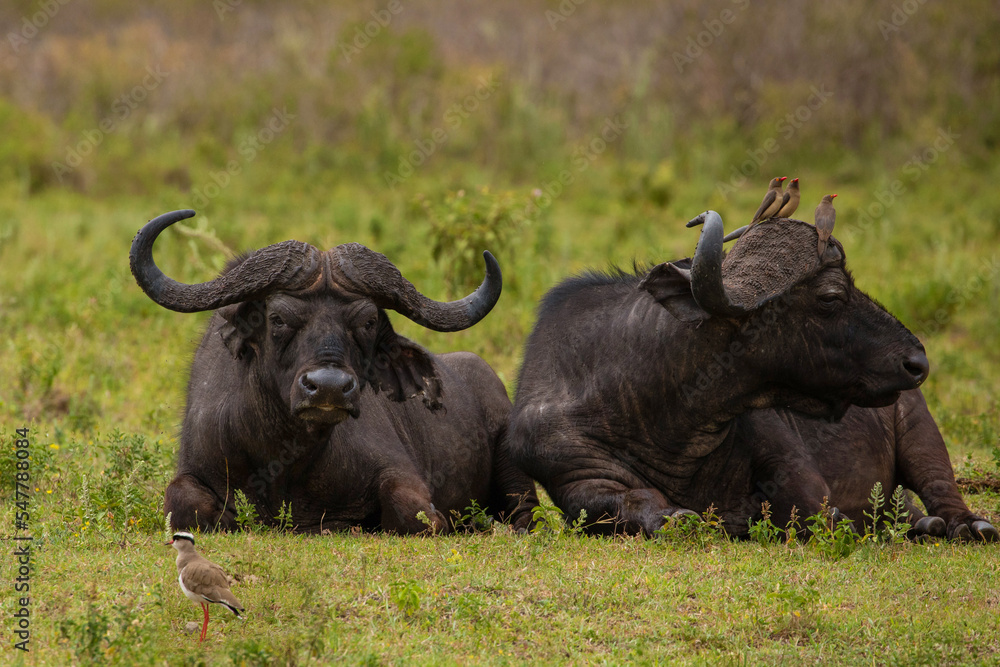 An African buffalo in a field in Masai Mara, Kenya during daylight